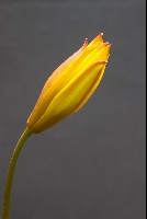 Tulipa celsiana